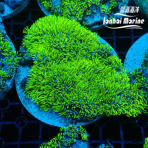 荧光绿草皮-人工 商品图3