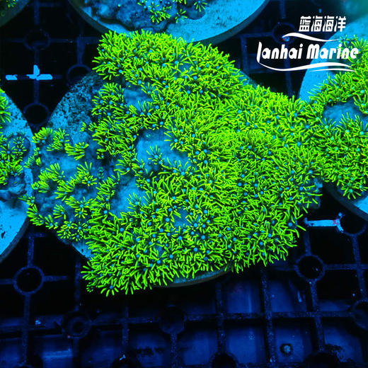 荧光绿草皮-人工 商品图4