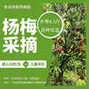 【浙团】浙江杨梅采摘+自提 商品缩略图0