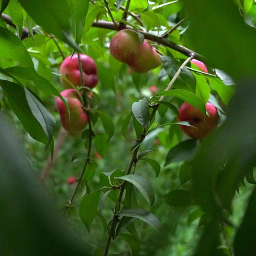 油蟠桃 | 大生哥的桃 | 甜香 细腻 慢软 家庭环保装3斤/礼盒装1.8斤 自然农法种植的有机认证果园（河北饶阳 上午采 下午顺丰发货） 商品图4