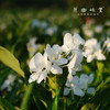 野姜花天竺葵洁面慕斯/洗面奶（成都仓库-顺丰快递 ） ｜150ml/瓶，来自广东中山，生产者：旗溪【合作生产，公平贸易】 商品缩略图1