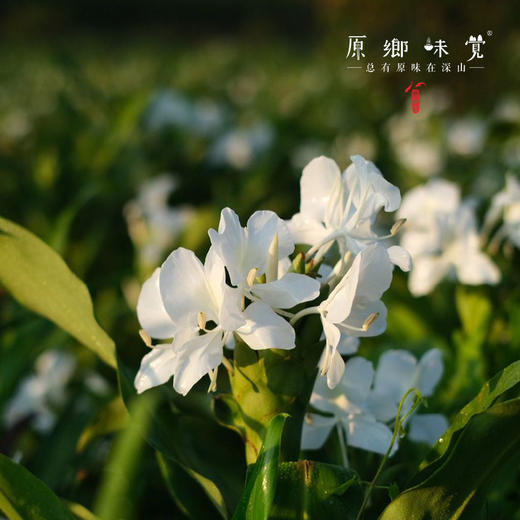 野姜花天竺葵洁面慕斯/洗面奶（成都仓库-顺丰快递 ） ｜150ml/瓶，来自广东中山，生产者：旗溪【合作生产，公平贸易】 商品图1