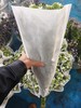 蓝星花白色一扎 商品缩略图2