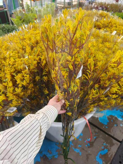 黄色袋鼠爪1扎 商品图4