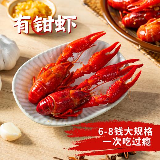 【深水小龙虾】华大优选 BAP认证2026当季鲜虾6-8钱小龙虾加热即食熟食大号虾(蒜蓉味/麻辣味) 商品图3