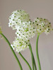 【夏季鲜花团】【2扎起购，满3扎送随机花1扎】72h内发货锁住夏日限定的温柔与烂漫 商品缩略图5
