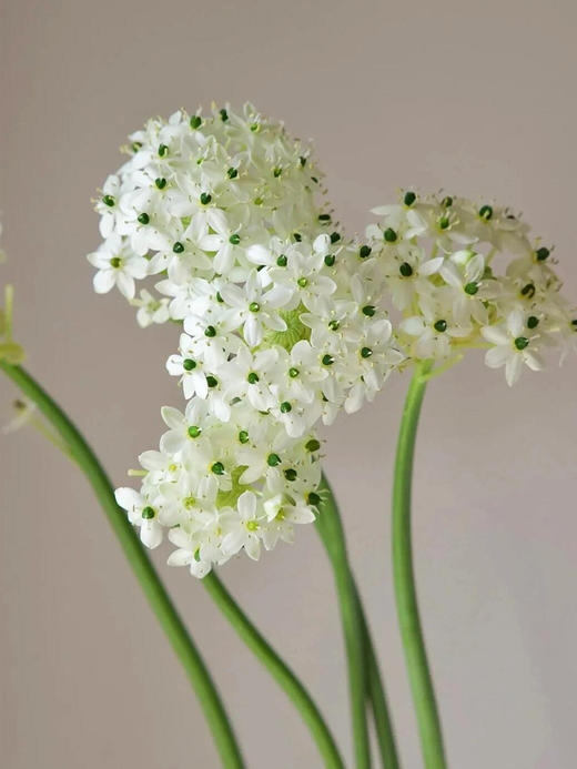 【夏季鲜花团】【2扎起购，满3扎送随机花1扎】72h内发货锁住夏日限定的温柔与烂漫 商品图5
