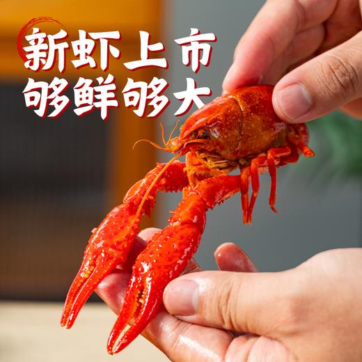 【深水小龙虾】华大优选 BAP认证2026当季鲜虾6-8钱小龙虾加热即食熟食大号虾(蒜蓉味/麻辣味) 商品图2