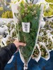 美洲茶1扎 商品缩略图2