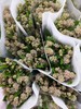 美洲茶1扎 商品缩略图1