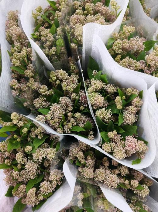 美洲茶1扎 商品图1