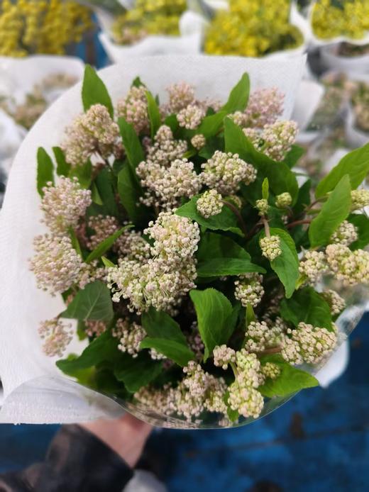 美洲茶1扎 商品图0