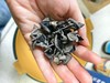 【东北特产黑木耳】纯正野生大兴安岭秋木耳500g 干净 无根肉厚爽脆 内蒙 ⚠️注意食品不支持7天理由退货 商品缩略图2