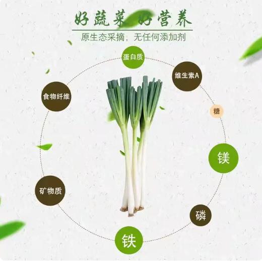 【YMHR】大葱  长白脆甜 商品图2