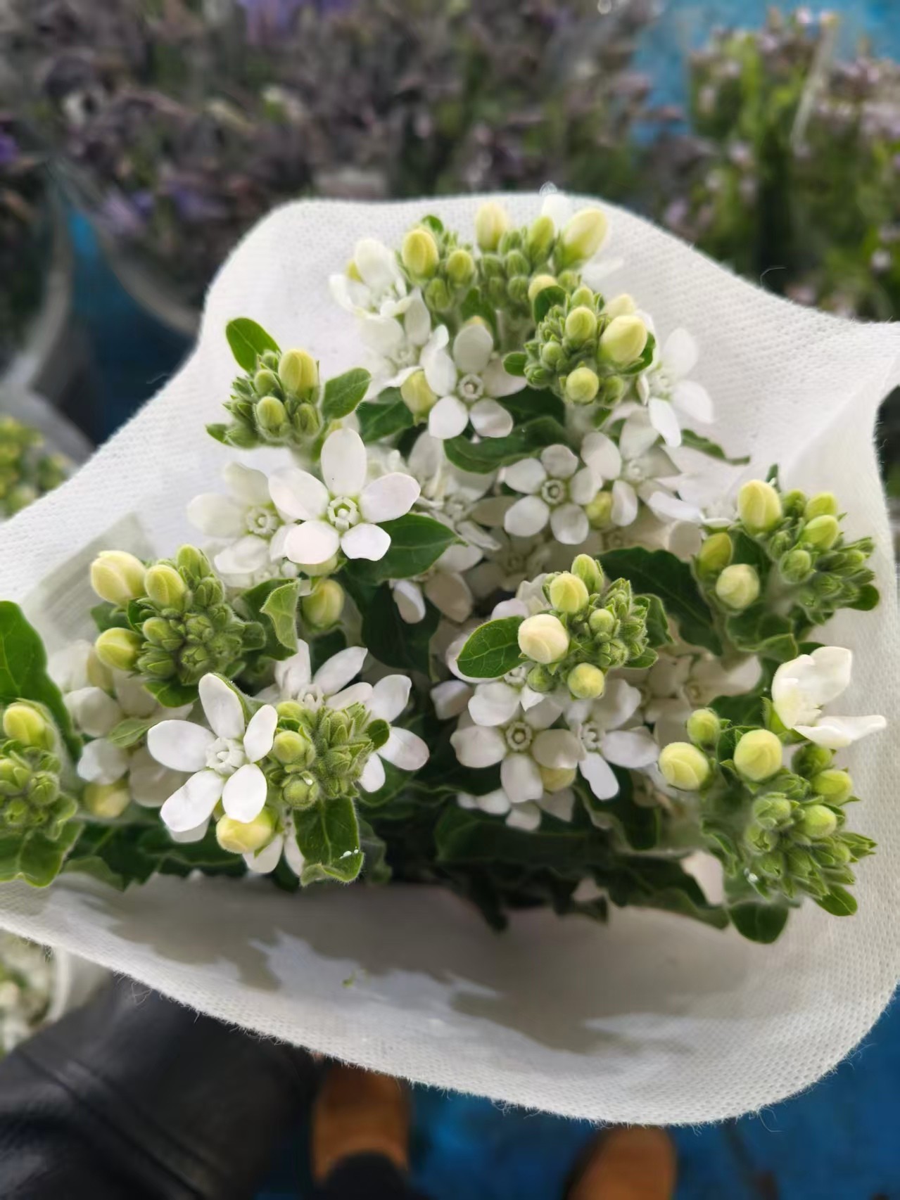 蓝星花白色一扎