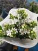 蓝星花白色一扎 商品缩略图0