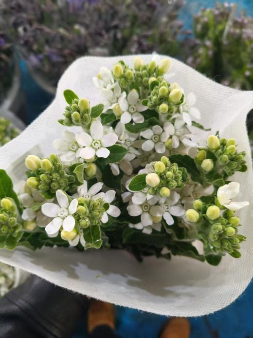 蓝星花白色一扎 商品图0