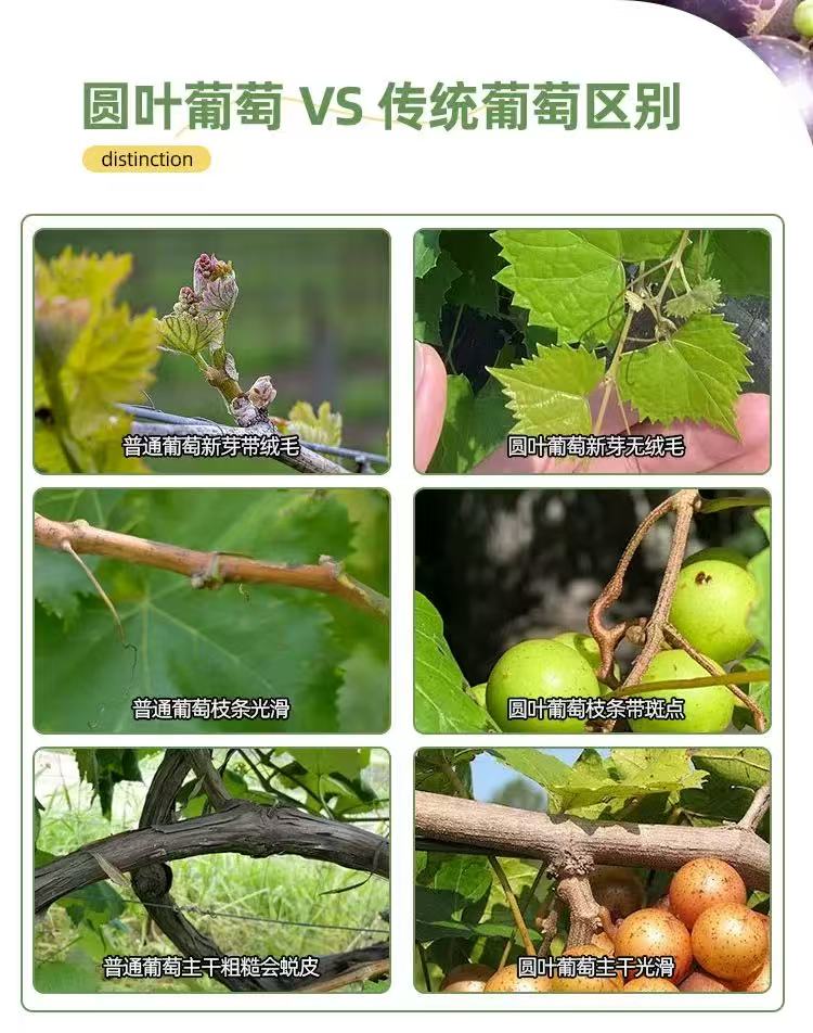 描述7.jpg