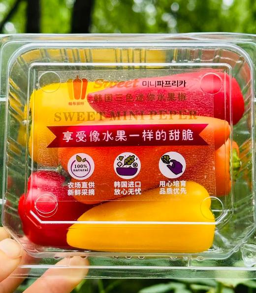 韩国水果彩椒|]它属于甜椒品类，不辣不苦、口感清脆多汁，带有天然清甜，可以像水果一样直接生食🌶️每一颗彩椒均产自韩国GAP认证农场，遵循自然农法栽培，无化学药剂，从源头保障食材的安全与纯净。 商品图4