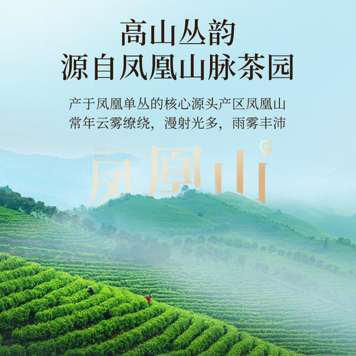 星时光凤凰单丛品鉴茶 商品图2