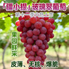 疆小提玻璃翠葡萄 无籽连皮吃脆甜多汁 新鲜水果 新疆基地鲜采 2026新果 商品缩略图0