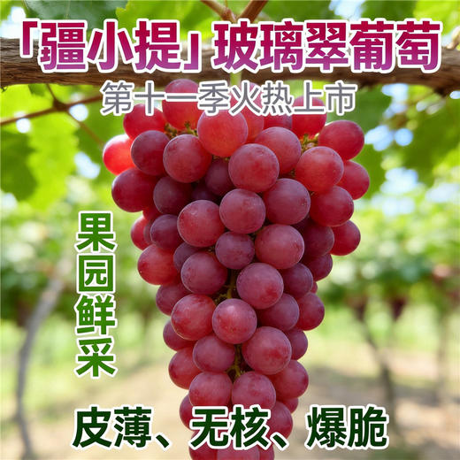 疆小提玻璃翠葡萄 无籽连皮吃脆甜多汁 新鲜水果 新疆基地鲜采 2026新果 商品图0