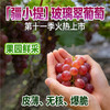 疆小提玻璃翠葡萄 无籽连皮吃脆甜多汁 新鲜水果 新疆基地鲜采 2026新果 商品缩略图1