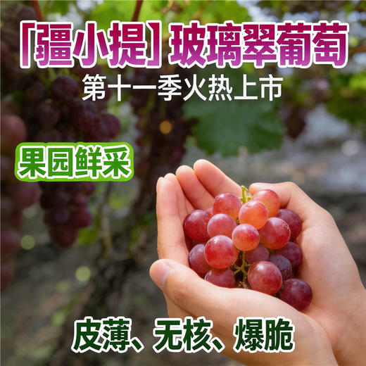 疆小提玻璃翠葡萄 无籽连皮吃脆甜多汁 新鲜水果 新疆基地鲜采 2026新果 商品图1