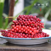 秦岭野态 · 五味子蜜膏（成都仓库-顺丰快递）| 150g/瓶，来自陕西秦岭，生产者：刘蜜书古法养蜂保育会【合作生产，公平贸易】 商品缩略图9