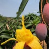 贵妃芒果（彩箱）四川攀枝花芒果新鲜孕妇水果现货9斤包邮贵妃芒果 商品缩略图7