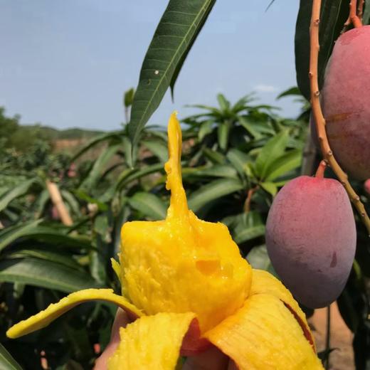 贵妃芒果（彩箱）四川攀枝花芒果新鲜孕妇水果现货9斤包邮贵妃芒果 商品图7
