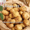 生态老品种小土豆（基地直发-中通包邮）| 1.5kg/2.5kg，来自湖北咸宁，生产者：沈师杰【合作生产，公平贸易】 商品缩略图0
