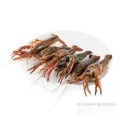 【鲜活】清水小龙虾（约500g） 商品图0