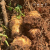 生态老品种小土豆（基地直发-中通包邮）| 1.5kg/2.5kg，来自湖北咸宁，生产者：沈师杰【合作生产，公平贸易】 商品缩略图8