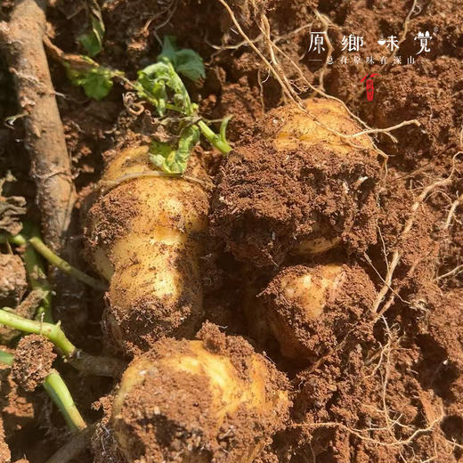 生态老品种小土豆（基地直发-中通包邮）| 1.5kg/2.5kg，来自湖北咸宁，生产者：沈师杰【合作生产，公平贸易】 商品图8
