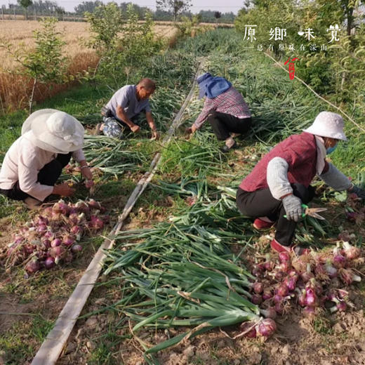 山东菏泽生态洋葱（基地直发-中通包邮）|3斤/5斤/箱，来自山东菏泽，生产者：孙喜梅【合作生产，公平贸易】 商品图1