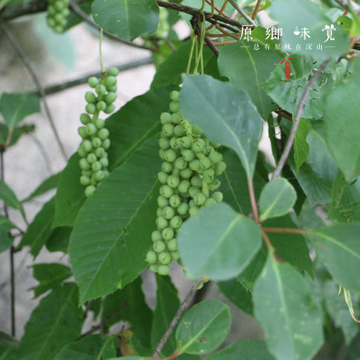 秦岭野态 · 五味子蜜膏（成都仓库-顺丰快递）| 150g/瓶，来自陕西秦岭，生产者：刘蜜书古法养蜂保育会【合作生产，公平贸易】 商品图10