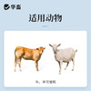 华畜5%氯氰碘柳氨钠注射液10ml*10支 肝片吸虫 牛羊驱虫药 商品缩略图2