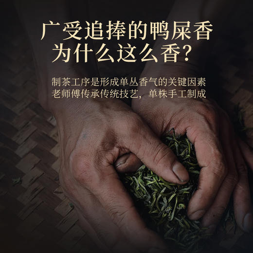 星时光凤凰单丛品鉴茶 商品图4