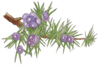芳研社 | 精油咨询服务 杜松油植物香薰油 商品缩略图0
