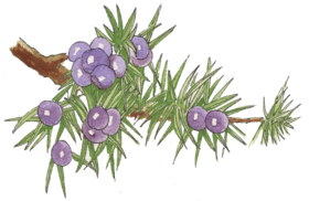 芳研社 | 精油咨询服务 杜松油植物香薰油