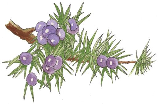 芳研社 | 精油咨询服务 杜松油植物香薰油 商品图0
