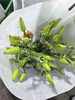 国产小众花材虎皮宝宝多头亚百合花5支 商品缩略图7