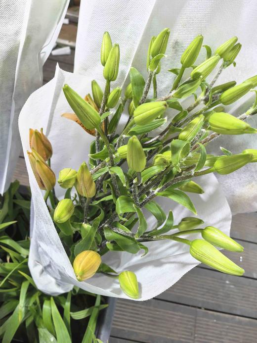 国产小众花材虎皮宝宝多头亚百合花5支 商品图6