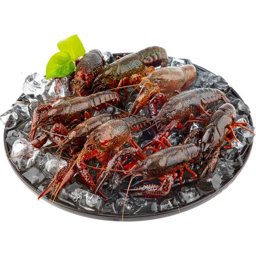 【鲜活】鲜活小龙虾（中红）（约500g） 商品图0