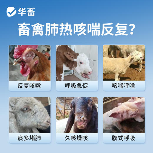桑仁清肺口服液 商品图1