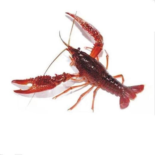 【鲜活】鲜活小龙虾（中红）（约500g） 商品图1