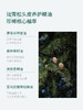 【重养头皮】泰国iamgreen珑雪松头皮养护精油 30ml 商品缩略图2