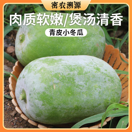 密云新鲜现摘农家小冬瓜 1个1斤以上   农家肥种植    肉质洁白  清香爽口 商品图0