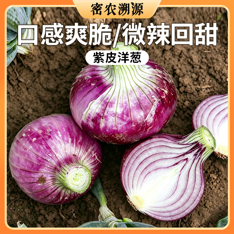 密云新鲜紫皮洋葱 500g 颜色鲜亮  清脆爽口 微辣味浓  凉拌炒食均佳  葱头